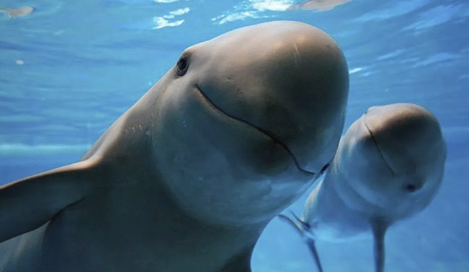 Resultado de imagen para vaquita marina gif