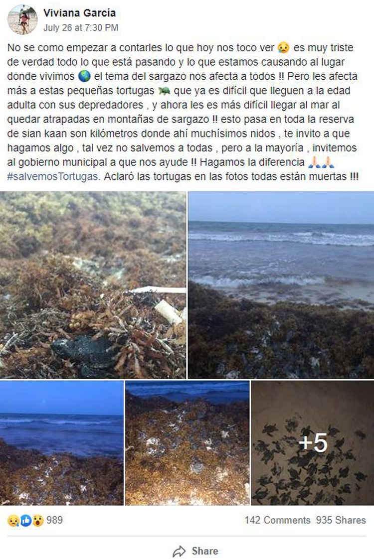 Usuarios de Facebook publicaron las fotografÃas donde se observa a las crÃas de tortugas atrapadas entre el sargazo