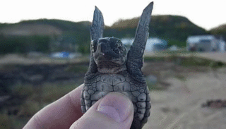 El Sargazo amenaza la vida de las tortugas – El Democrata