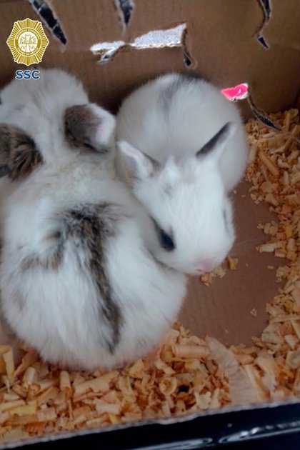 Los oficiales se percataron que de las cajas amarradas con un lazo se desprend&iacute;an olores fuertes y ruidos extra&ntilde;os (Foto: SSC)