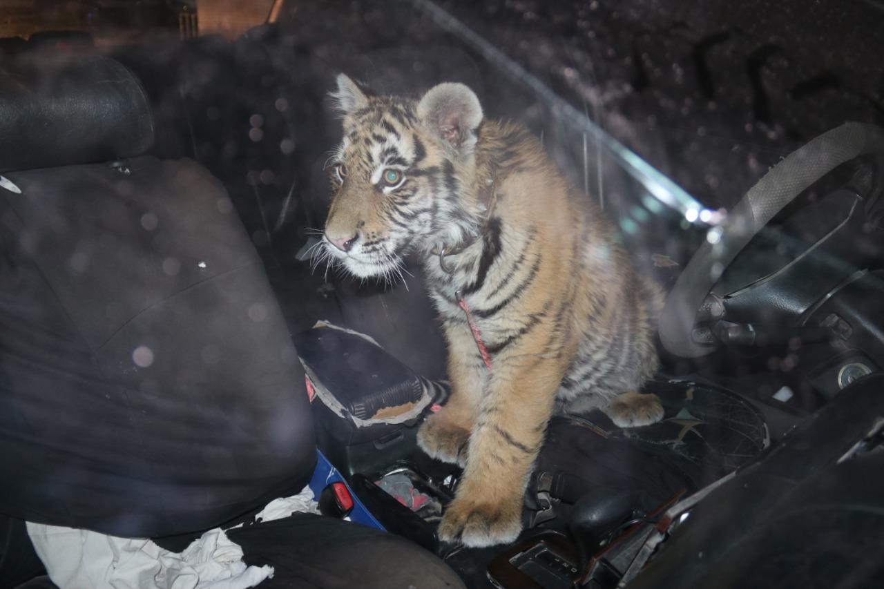 Detienen en Ju&aacute;rez a sujeto por pasear con un tigre